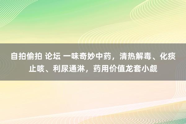 自拍偷拍 论坛 一味奇妙中药,清热解毒、化痰止咳、利尿通淋,药用价值龙套小觑