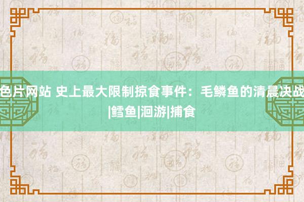 色片网站 史上最大限制掠食事件：毛鳞鱼的清晨决战|鳕鱼|洄游|捕食